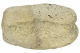 Hadrosaur (Edmontosaur) Phalange With Stand - Montana #134542-5
